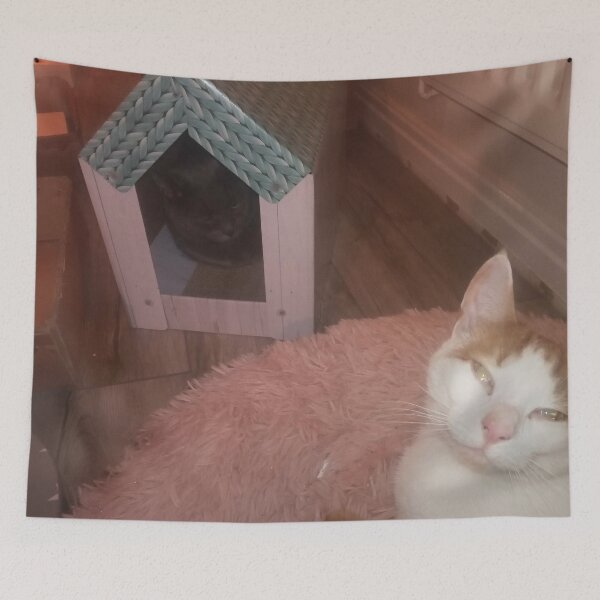 Item preview, #298 |☼| "Mimi's In My House!" - Marley (Cats) designed and sold by Naean H.F. (Nez Man).
