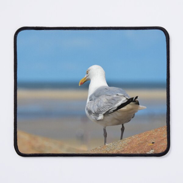 Item preview, Seagull on Borkum designed and sold by Stefans-Bilder.
