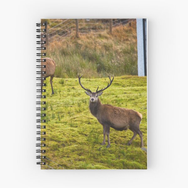 Item preview, Red Stag  designed and sold by TheoPhotoraphy.