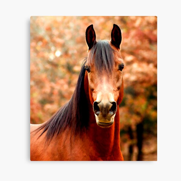 Amadorr Canvas Print