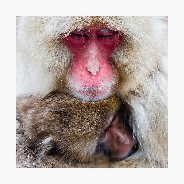 Wildlife Portrait - Snow Monkey Cuddle (Japan) Photographic Print