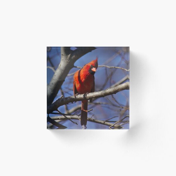 Male cardinal keeping watch Acrylic Block