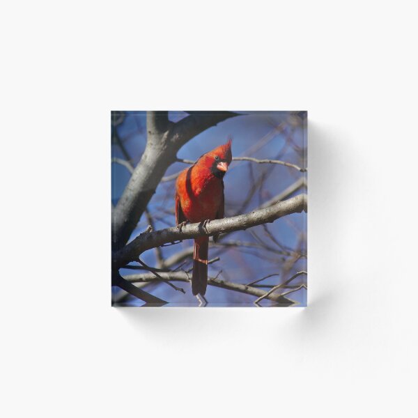 Item preview, Male cardinal keeping watch designed and sold by Brad Chambers.