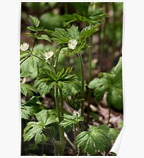 Goldenseal Poster
