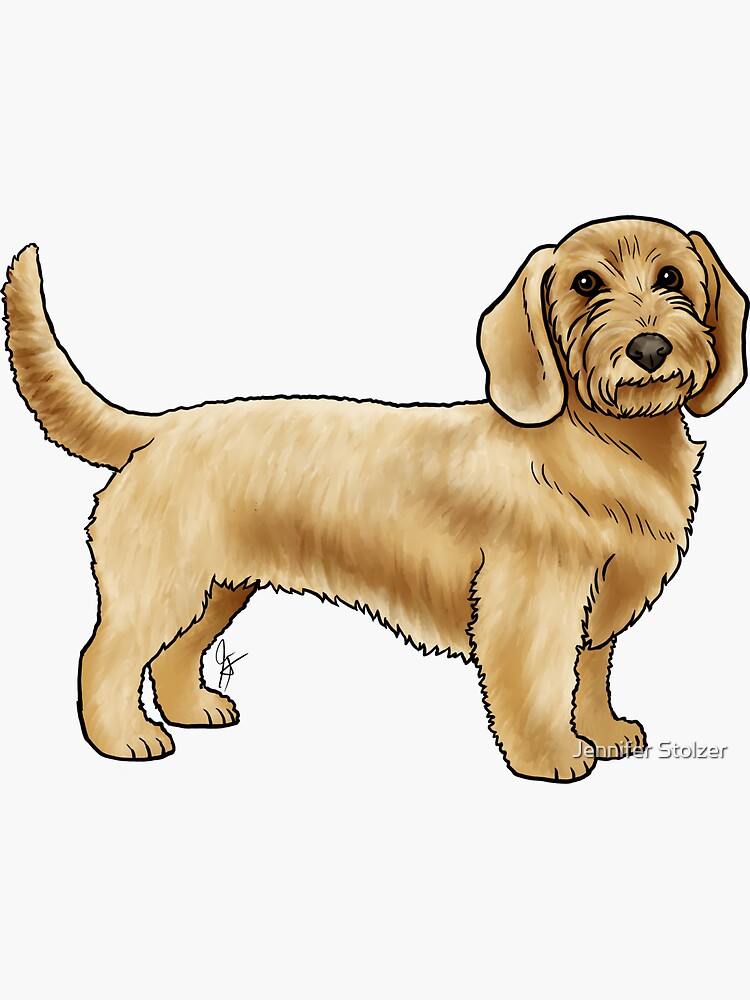 Sticker for Sale avec l'œuvre « Basset Fauve de Bretagne Fauve