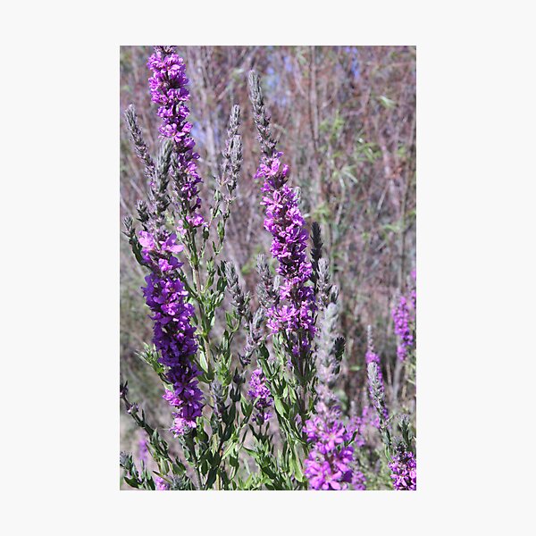 Mauve Along the River Photographic Print