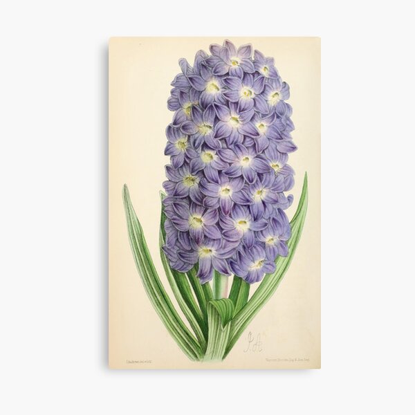 Andrews, James (1801-1876) - The Floral Magazine 1869 - Hyancinth Canvas Print