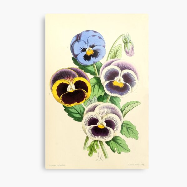 Andrews, James (1801-1876) - The Floral Magazine 1869 - Pansies Metal Print