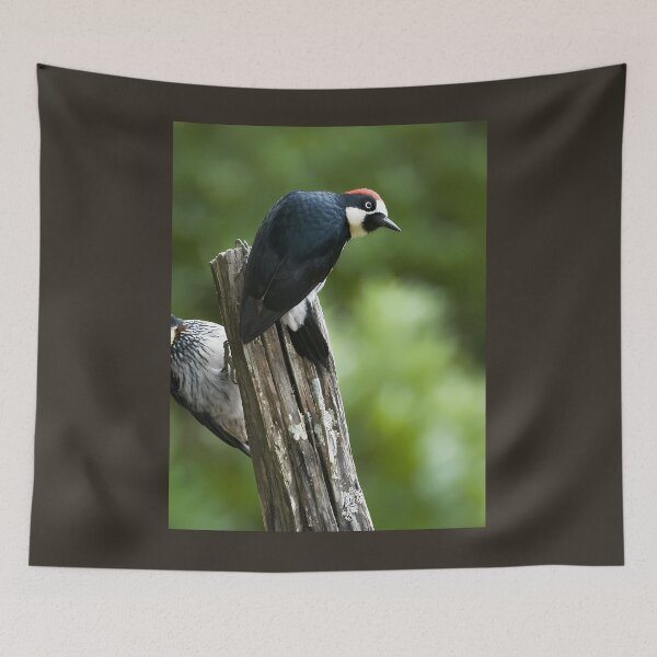 Item preview, Acorn Woodpeckers Throw Pillow 	 designed and sold by dprmuzrwnkc15.