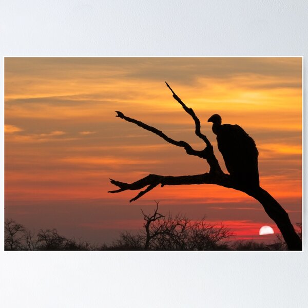 Item preview, Vulture at sunset designed and sold by Dave Tucker.