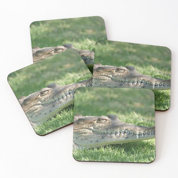 Item preview, American crocodile (Crocodylus acutus) in Florida, USA designed and sold by SDym Photography.