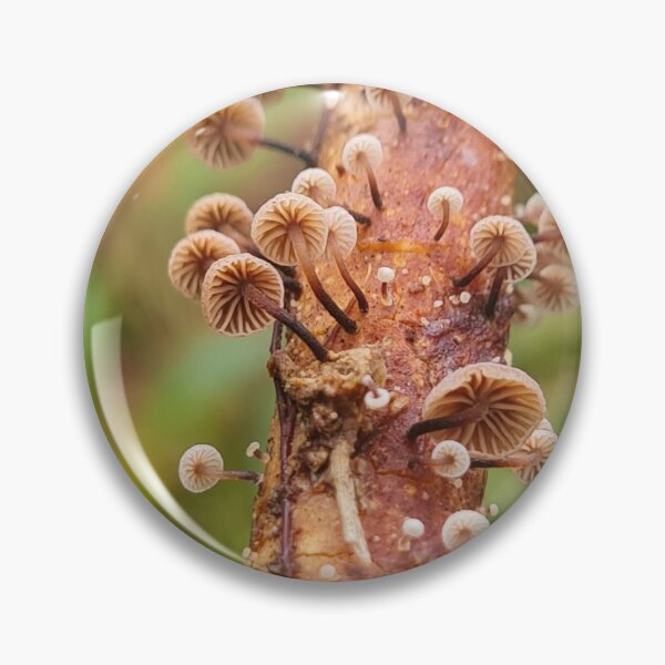 Aperçu de l'œuvre Champignons créée et vendue par Ecodream.