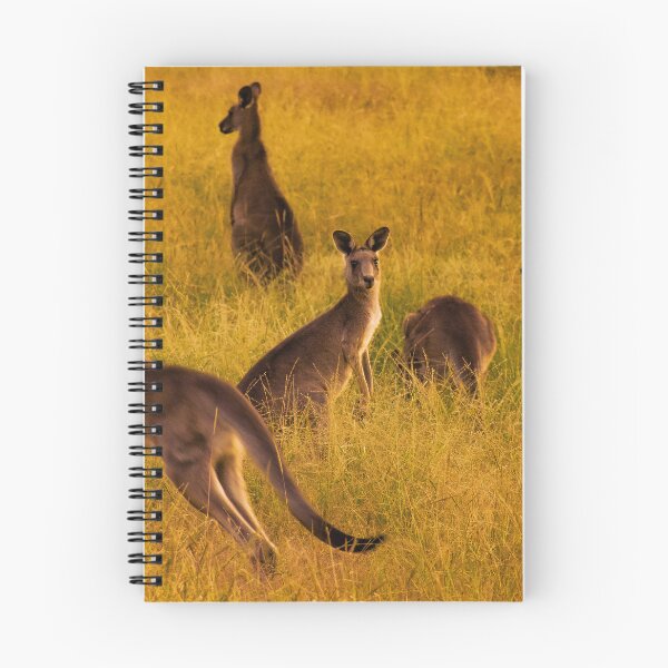 Item preview, Kangaroos in Australia designed and sold by Samuel Gates.