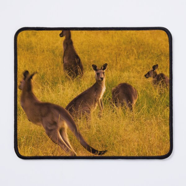 Item preview, Kangaroos in Australia designed and sold by Samuel Gates.