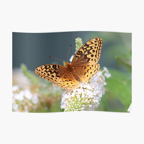 Great Spangled Fritillary Butterfly Poster