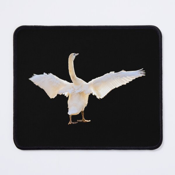 Item preview, Swan with open wings, of course, golden hour designed and sold by CreaVisArt.