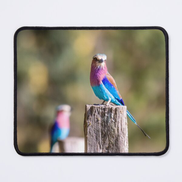 Item preview, Vibrant Wings Lilac Breasted Roller designed and sold by Alison Lee Rubie.
