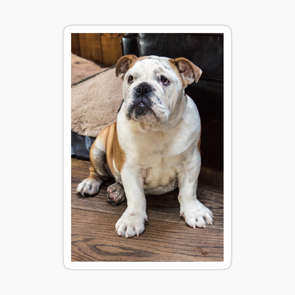 small british bulldog