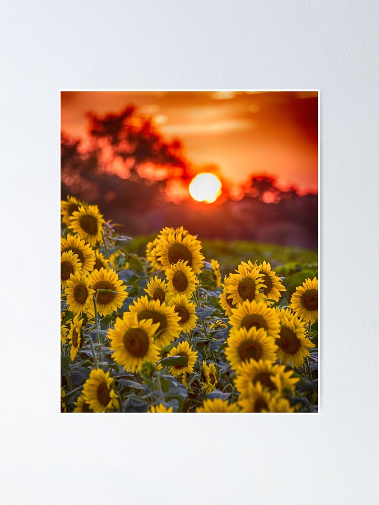 Colby Farms Sunflower Field Sunset Poster By Wayneoxfordph Redbubble