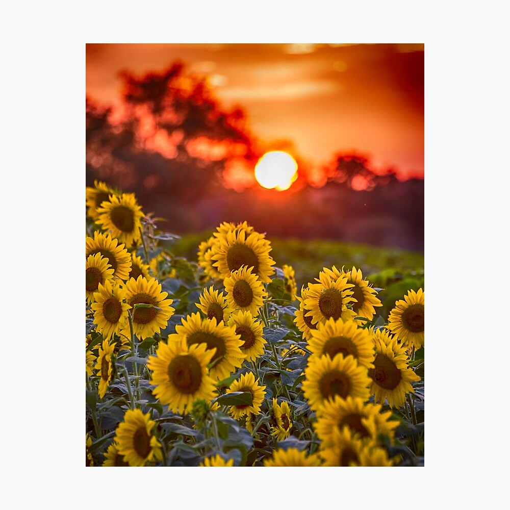 Colby Farms Sunflower Field Sunset Poster By Wayneoxfordph Redbubble