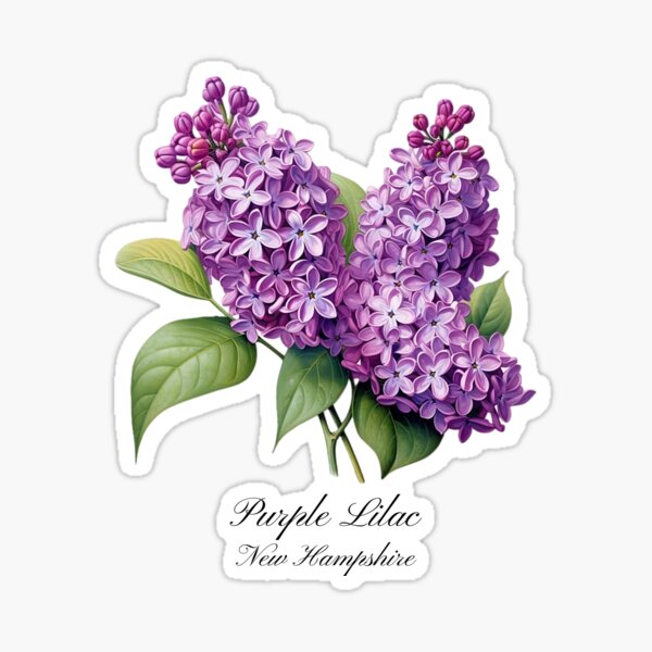 New Hampshire State Flower Sticker – Gingiber