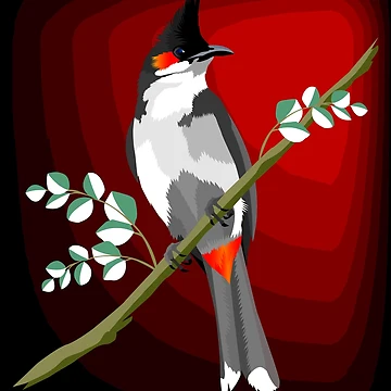 Aperçu de l'œuvre Bulbul à Moustaches Rouges. de Graham Colton