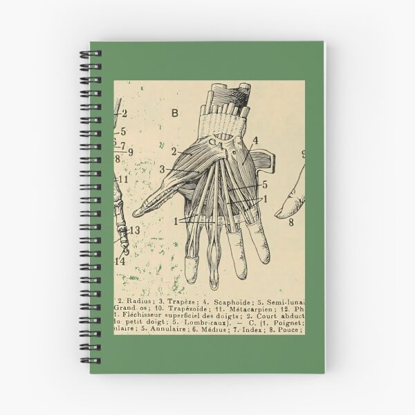 Item preview, anatomical hand - french antique medicine  	 	 designed and sold by licybphzs91.