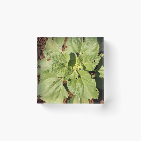 Item preview, Sunflower Plant in Agriculture Land. designed and sold by VgBingi.