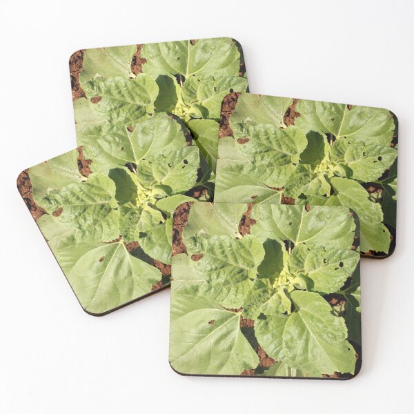 Item preview, Sunflower Plant in Agriculture Land. designed and sold by VgBingi.
