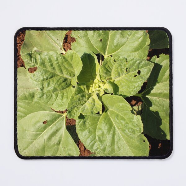 Item preview, Sunflower Plant in Agriculture Land. designed and sold by VgBingi.