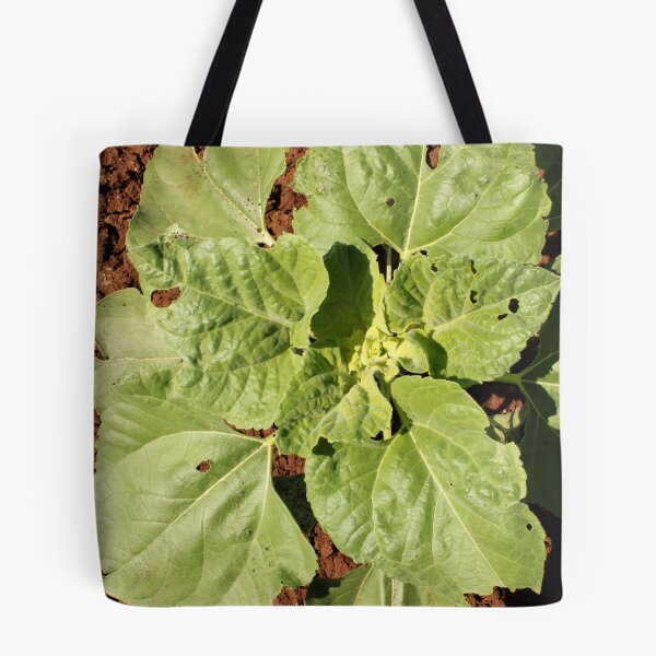 Item preview, Sunflower Plant in Agriculture Land. designed and sold by VgBingi.