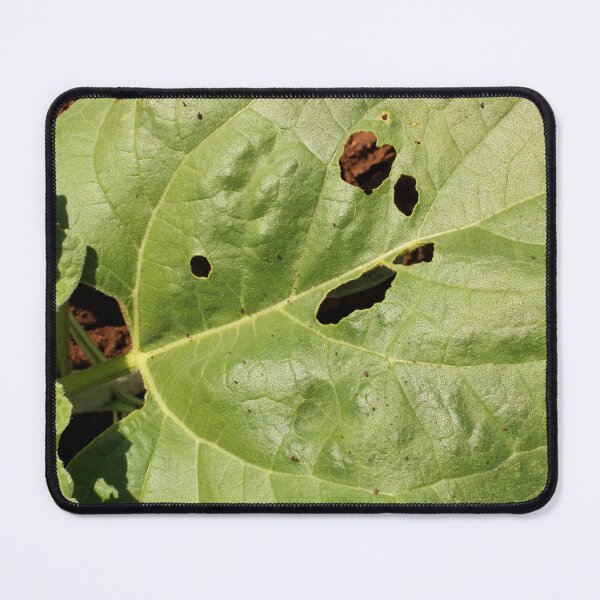 Item preview, A Leaf of the Sunflower Plant. designed and sold by VgBingi.