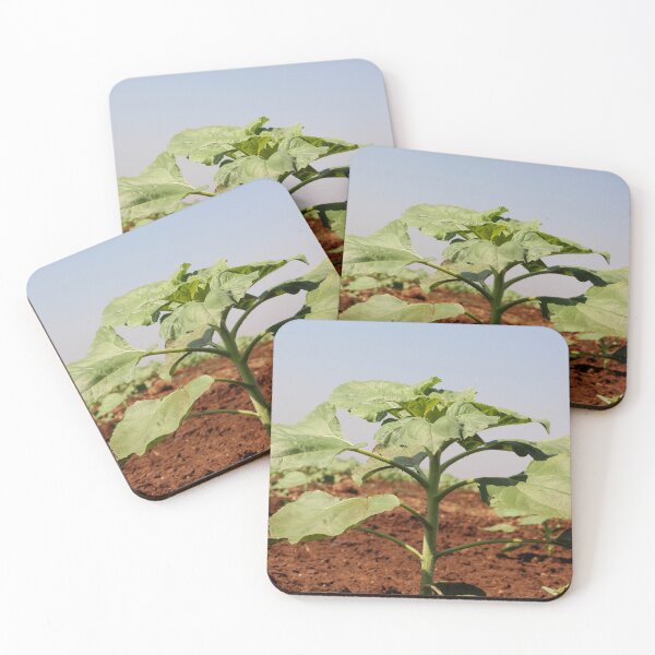 Item preview, Sunflower Plant in Agriculture Land. designed and sold by VgBingi.