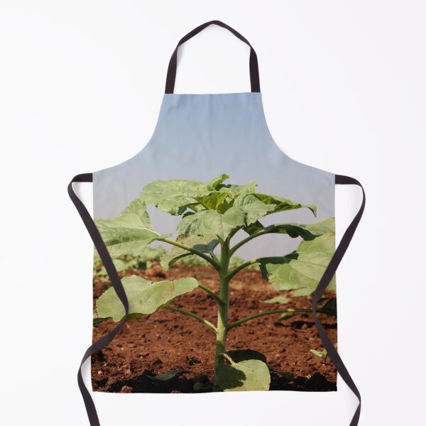 Item preview, Sunflower Plant in Agriculture Land. designed and sold by VgBingi.