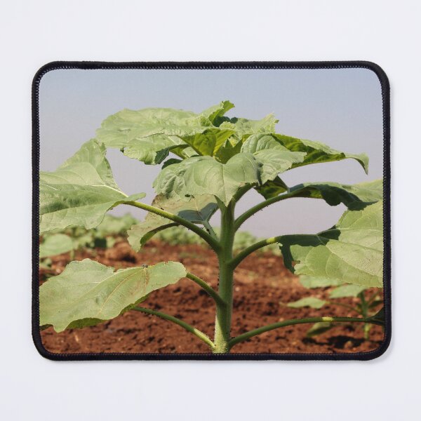 Item preview, Sunflower Plant in Agriculture Land. designed and sold by VgBingi.