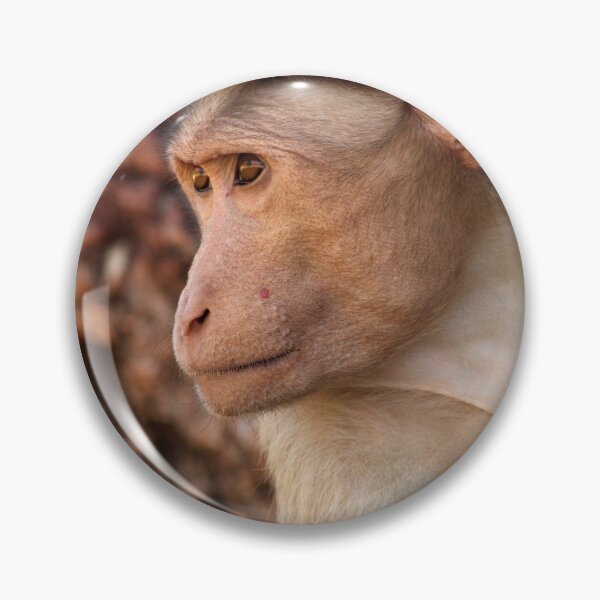 Item preview, Bonnet Macaque Monkey in Badami Fort. designed and sold by VgBingi.