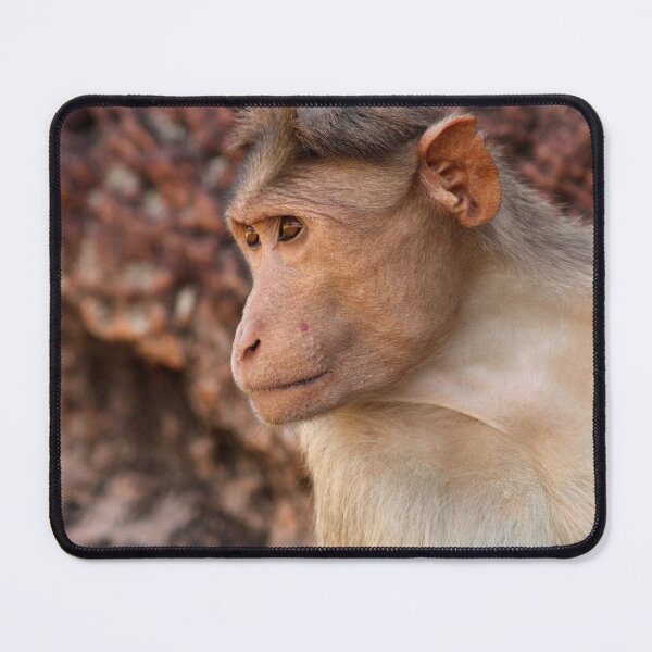 Item preview, Bonnet Macaque Monkey in Badami Fort. designed and sold by VgBingi.