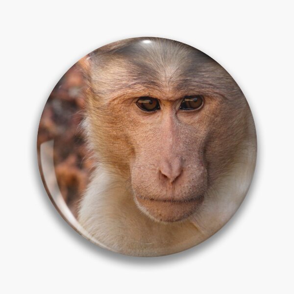 Item preview, Bonnet Macaque Monkey in Badami Fort. designed and sold by VgBingi.