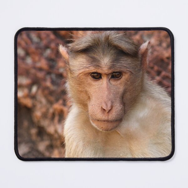 Item preview, Bonnet Macaque Monkey in Badami Fort. designed and sold by VgBingi.