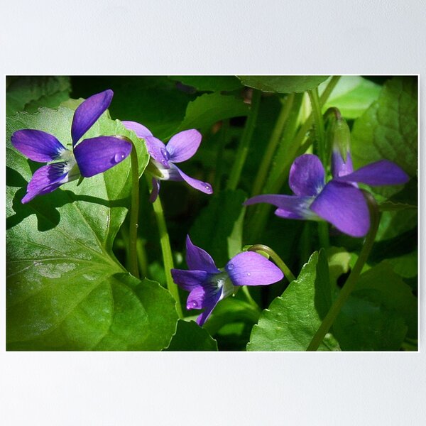 Free Public Domain | Plants | www.rawpixel.com | English violet (Viola  odorata) illustration from Me… | Botanical poster, Botanical illustration,  Botanical drawings