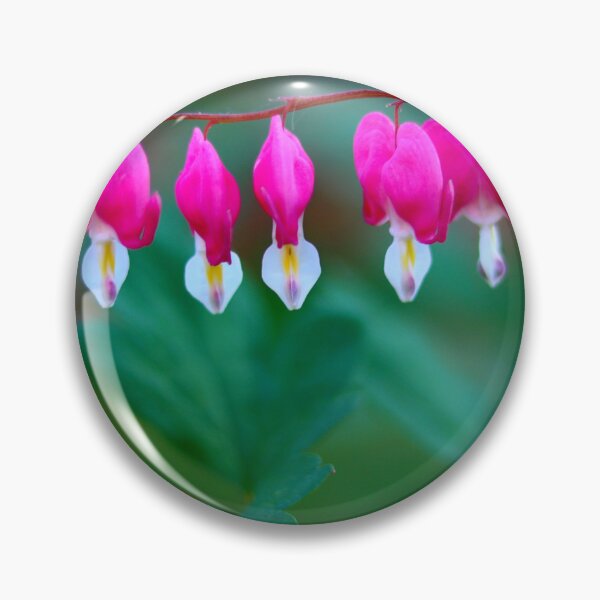 Item preview, Fuchsia Bleeding Hearts Lineup  designed and sold by BostonArcImage.