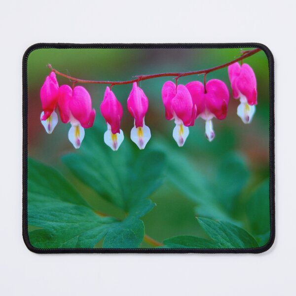 Item preview, Fuchsia Bleeding Hearts Lineup  designed and sold by BostonArcImage.
