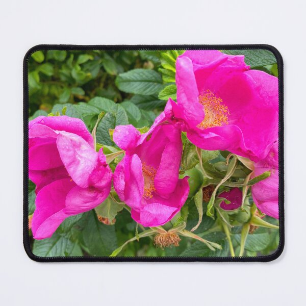 Item preview, English Wild Flowers - Dog Roses designed and sold by Violaman.