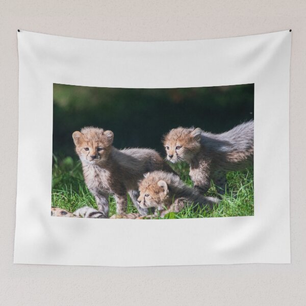 Item preview, A Trio of Ceetah Cubs designed and sold by Chrispyb7.