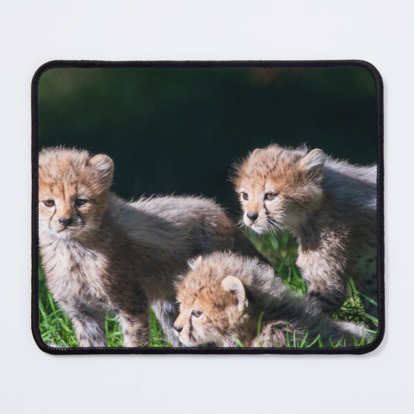Item preview, A Trio of Ceetah Cubs designed and sold by Chrispyb7.