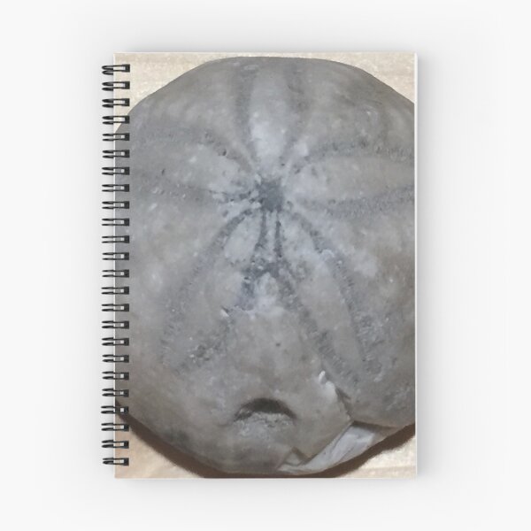Item preview, galleta de mar designed and sold by Coin-Shop.