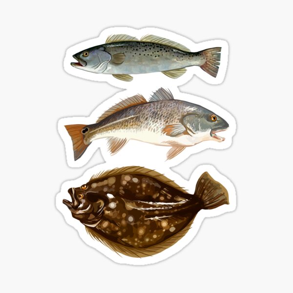 Inshore Slam - speckled trout, redfish & flounder