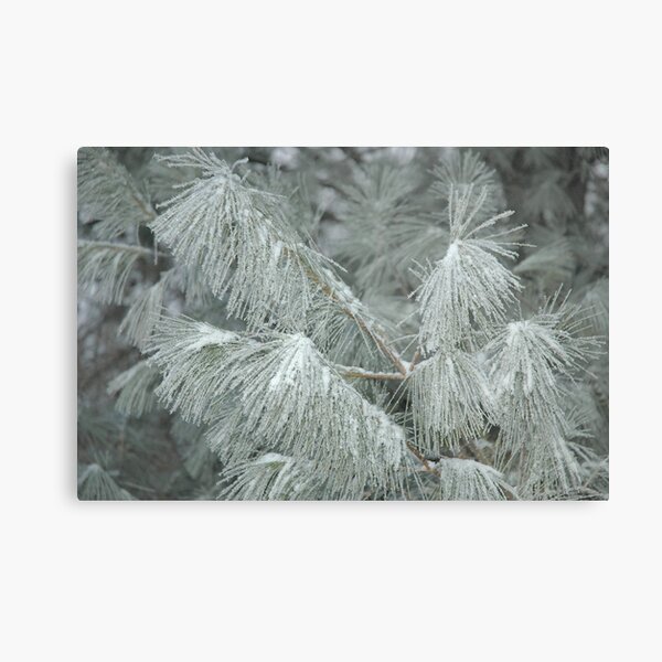 Frosty Transformation - With Sugar on Top Metal Print