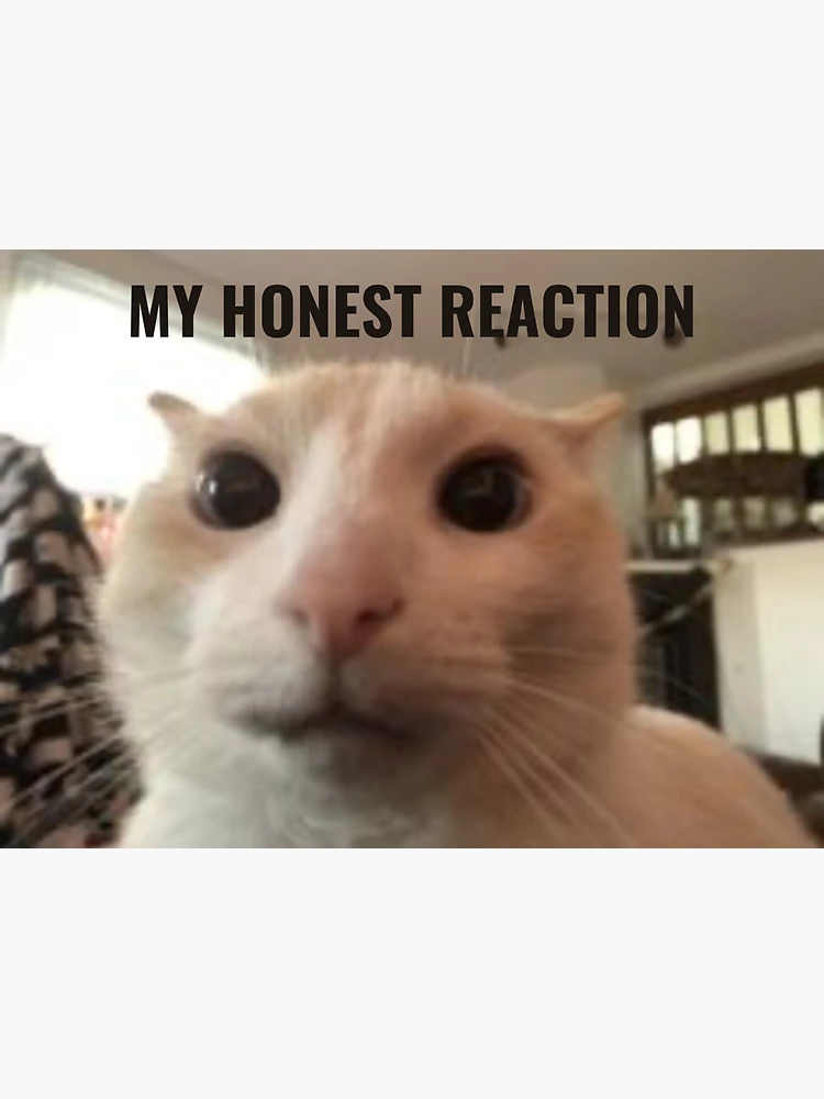 My Honest Reaction My Honest Reaction Meme Sticker - My honest