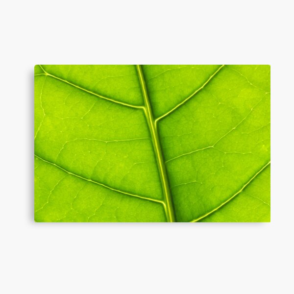 Eco green leaf Canvas Print